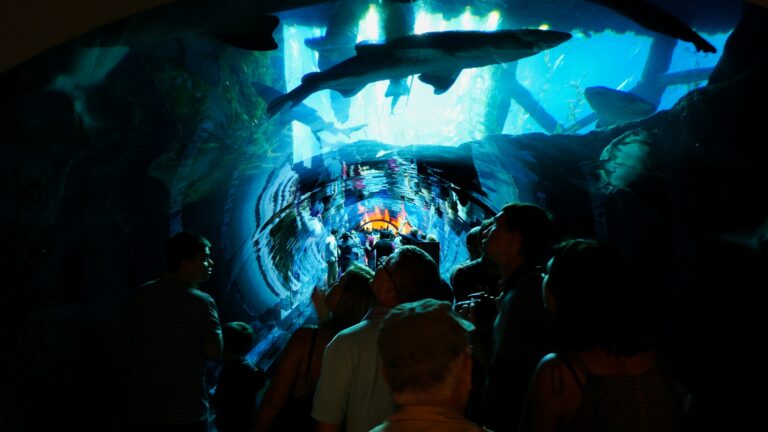 Dubai Mall guide view of families walking through the aquarium tunnel beneath sharks